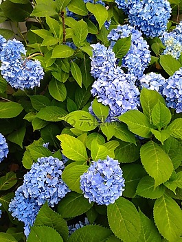 自然,植物區(qū)系,花