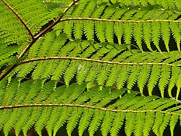 树蕨,蕨类,dicksonia 南极洲