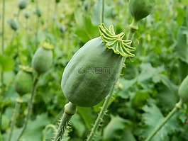 makovica,罌粟,綠