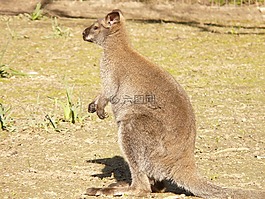 紅頸袋鼠,袋鼠,macropus rufogriseus