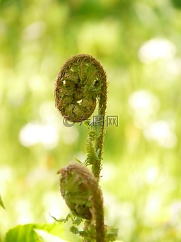 國內(nèi) goldschuppenfarn,黃金規(guī)模蕨類植物,蕨類