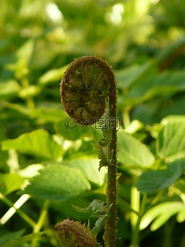 國內(nèi) goldschuppenfarn,黃金規(guī)模蕨類植物,蕨類