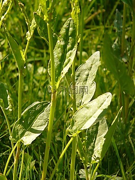 梅多斯 sauerampfer,厂,指出花