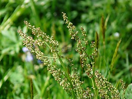 梅多斯 sauerampfer,厂,花序