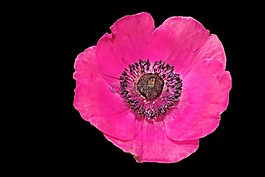 花,開花,紅色