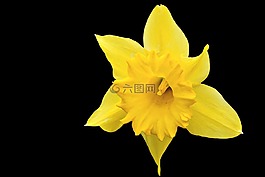 花,開(kāi)花,黃色