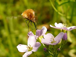大 wollschweber,昆虫,bombylius 主要