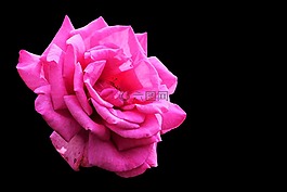 開花,花,玫瑰