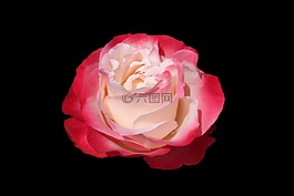 開花,花,玫瑰