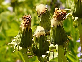 普通的蒲公英,指出花,花序