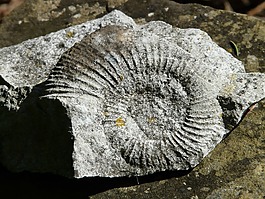 ammonit,石化,蜗牛