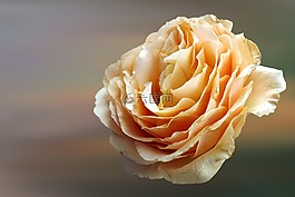 開(kāi)花,花,玫瑰