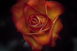 玫瑰,花,開(kāi)花