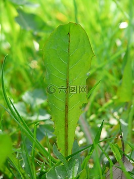 普通的蒲公英,蒲公英叶,叶子