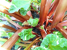 大黄,蔬菜,蔬菜 rhabarber