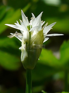 熊的大蒜,開花,廠