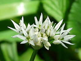 熊的大蒜,開花,廠