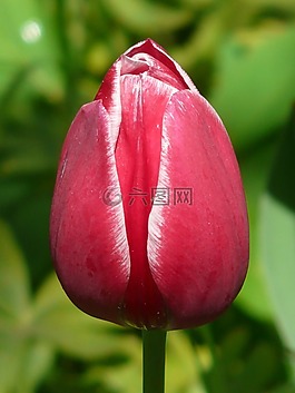 郁金香,紅色,白
