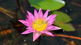 池,植物區(qū)系,蓮花