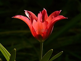 郁金香,紅色,背光