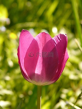 郁金香,粉紅色,背光