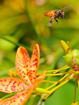 昆蟲,自然,蜜蜂