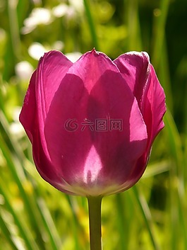郁金香,粉紅色,背光