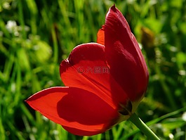 郁金香,紅色,背光