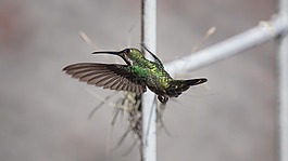 動物,ave,蜂鳥