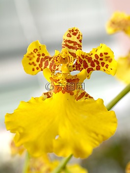 蘭花,花,光明
