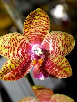 蘭花,花,光明
