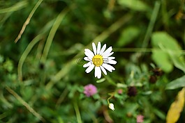 黛西,鮮花,白色的花