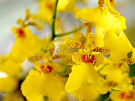 蘭花,花,光明