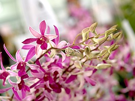 蘭花,花,光明