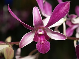 蘭花,花,光明