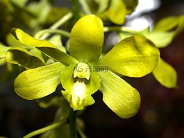蘭花,花,光明