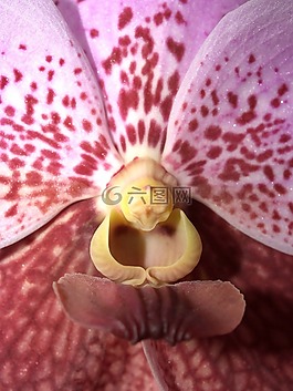 蘭花,花,光明