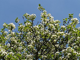 鮮花,白,梨