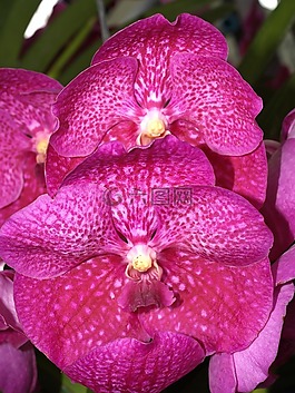 蘭花,花,光明
