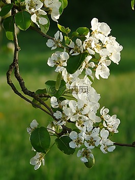 鮮花,白,梨