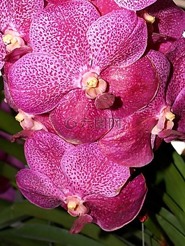蘭花,花,光明