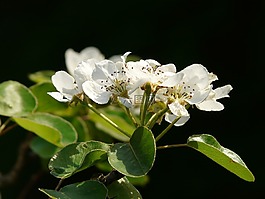 鮮花,白,梨