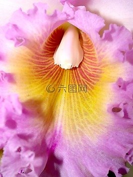蘭花,花,光明