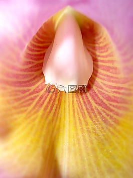 蘭花,花,光明