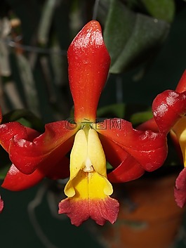 蘭花,花,光明