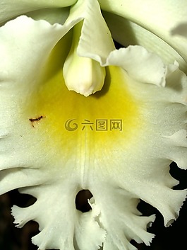 蘭花,花,光明