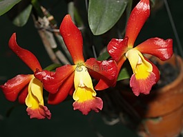 蘭花,花,光明