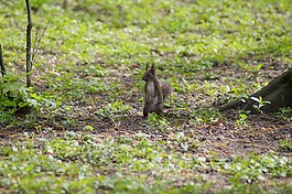 松鼠,小,動物