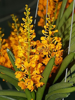 蘭花,花,光明