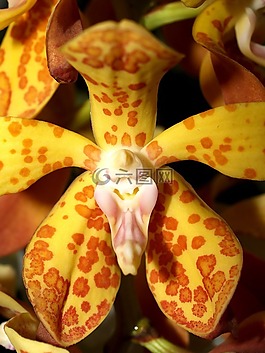 蘭花,花,光明